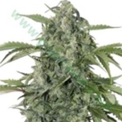 MAXI HAZE * GRASSOMATIC 1 SEME FEM AUTO