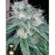 SOUR DIESEL * DNA GENETICS RESERVA PRIVADA 3 SEMI FEM