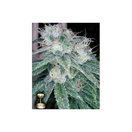 SOUR DIESEL * DNA GENETICS RESERVA PRIVADA 3 SEMI FEM