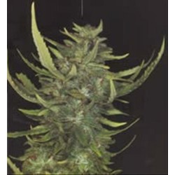 AFGHANI * HOMEGROWN FANTASEEDS REG 5 SEMI