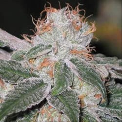 WHITE WIDOW * HOMEGROWN FANTASEEDS 5 SEMI REG 