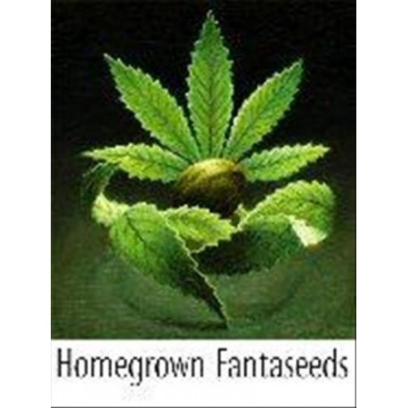 INDOOR MIX * HOMEGROWN FANTASEEDS 5 SEMI REG 