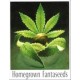 OUTDOOR MIX * HOMEGROWN FANTASEEDS 5 SEMI REG