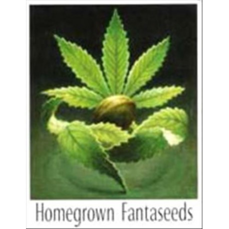 OUTDOOR MIX * HOMEGROWN FANTASEEDS 5 SEMI REG