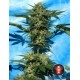 AUTO WHITE RUSSIAN #1 * SERIOUS SEEDS 6 SEMI FEM