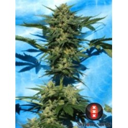 AUTO WHITE RUSSIAN #1 * SERIOUS SEEDS 6 SEMI FEM