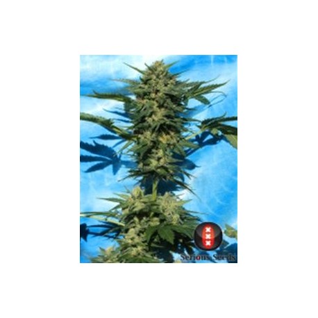 AUTO WHITE RUSSIAN #1 * SERIOUS SEEDS 6 SEMI FEM