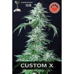 CUSTOM X * PURE SEEDS 1 SEME FEM 