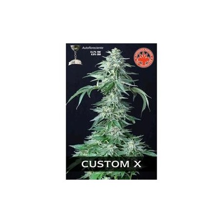 CUSTOM X * PURE SEEDS 1 SEME FEM 