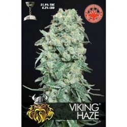 VIKING HAZE * PURE SEEDS 1 SEME FEM 