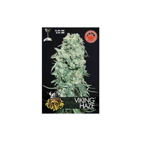 VIKING HAZE * PURE SEEDS 1 SEME FEM 