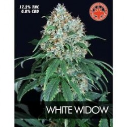 WHITE WIDOW * PURE SEEDS 1 SEME FEM 