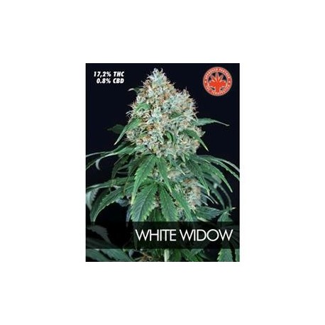 WHITE WIDOW * PURE SEEDS 1 SEME FEM 