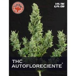 THC AUTO * PURE SEEDS 3 SEMI FEM