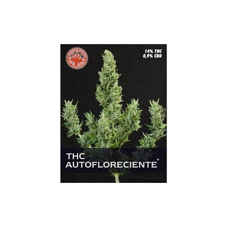 THC AUTO * PURE SEEDS 3 SEMI FEM