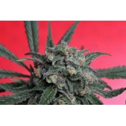 A-TRAIN * T.H. SEEDS 10 SEMI REG