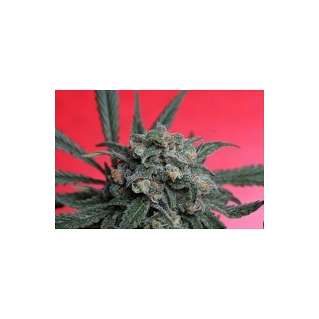 A-TRAIN * T.H. SEEDS 10 SEMI REG