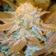 CRITICAL HOG * T.H. SEEDS 5 SEMI FEM 