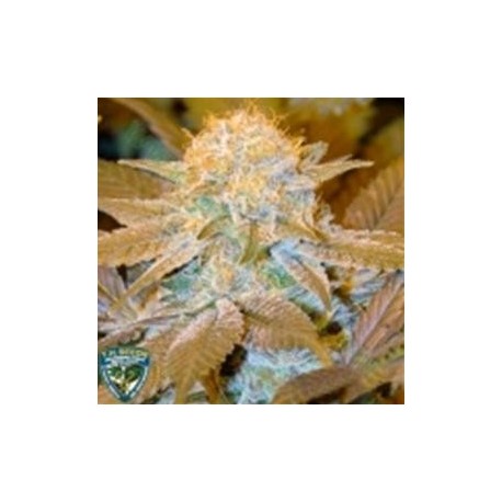 CRITICAL HOG * T.H. SEEDS 5 SEMI FEM 