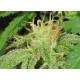 ELECTRIC LEMON * T.H.SEEDS 10 SEMI REG 