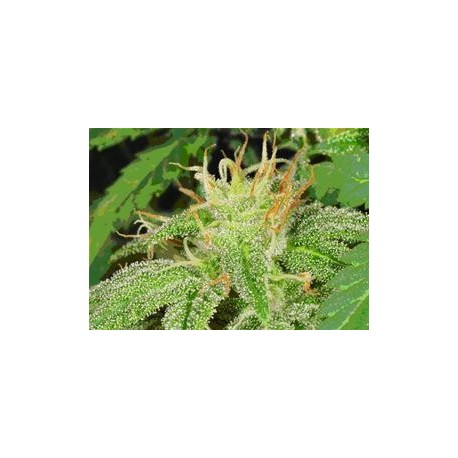 ELECTRIC LEMON * T.H.SEEDS 10 SEMI REG 