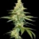 CANNALOPE KUSH * DNA GENETICS 6 SEMI FEM