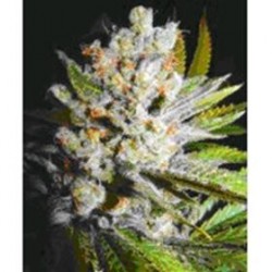 4:20 AUTO * BIOHAZARD SEEDS 1 SEME FEM 