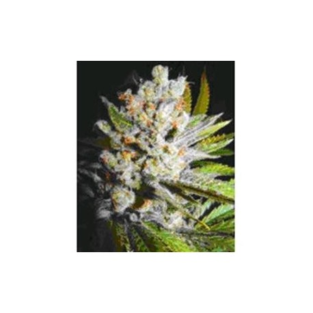 4:20 AUTO * BIOHAZARD SEEDS 1 SEME FEM 