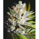 4:20 AUTO * BIOHAZARD SEEDS 3 SEMI FEM 