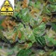 AUTO POWER * BIOHAZARD SEEDS 3 SEMI FEM 