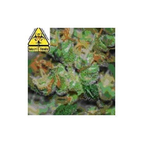 AUTO POWER * BIOHAZARD SEEDS 5 SEMI FEM 