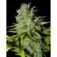 BIG LIGHTS * BIOHAZARD SEEDS 1 SEME FEM 