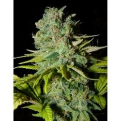 BIG LIGHTS * BIOHAZARD SEEDS 3 SEMI FEM 