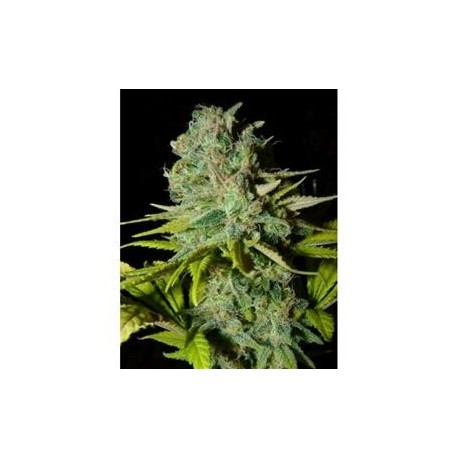 BIG LIGHTS * BIOHAZARD SEEDS 3 SEMI FEM 