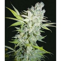 CRIMINAL JACK * BIOHAZARD SEEDS 1 SEME FEM 