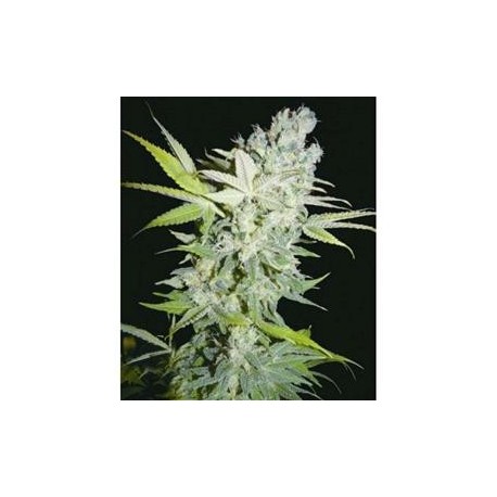 CRIMINAL JACK * BIOHAZARD SEEDS 1 SEME FEM 