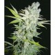 CRIMINAL JACK * BIOHAZARD SEEDS 3 SEMI FEM 