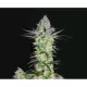 GODDESS KALI * BIOHAZARD SEEDS 1 SEME FEM 