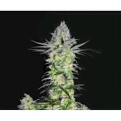 GODDESS KALI * BIOHAZARD SEEDS 1 SEME FEM 