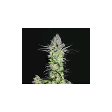 GODDESS KALI * BIOHAZARD SEEDS 1 SEME FEM 