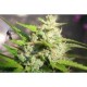 JAWAR * BIOHAZARD SEEDS 1 SEME FEM 