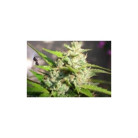 JAWAR * BIOHAZARD SEEDS 1 SEME FEM 