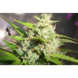 JAWAR * BIOHAZARD SEEDS 3 SEMI FEM 