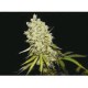 SOMANTA * BIOHAZARD SEEDS 1 SEME FEM 