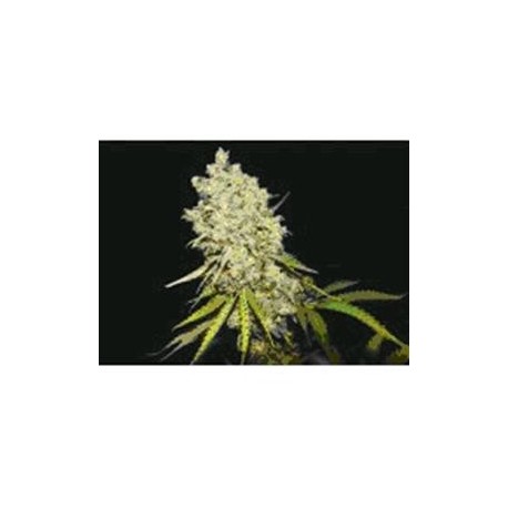 SOMANTA * BIOHAZARD SEEDS 1 SEME FEM 