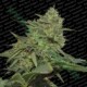 ORIGINAL CHEESE * PARADISE SEEDS FEMINIZED 5 SEMI