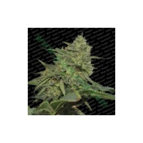 ORIGINAL CHEESE * PARADISE SEEDS FEMINIZED 5 SEMI