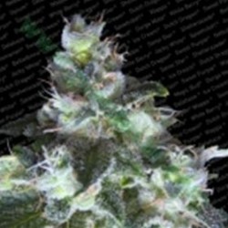 ORIGINAL WHITE WIDOW * PARADISE SEEDS FEMINIZED 5 SEMI