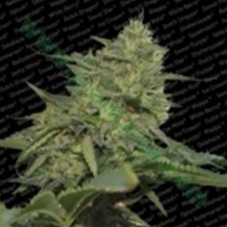 ORIGINAL CHEESE * PARADISE SEEDS FEMINIZED 10 SEMI