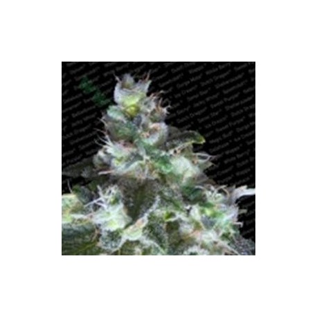 ORIGINAL WHITE WIDOW * PARADISE SEEDS FEMINIZED 10SEMI